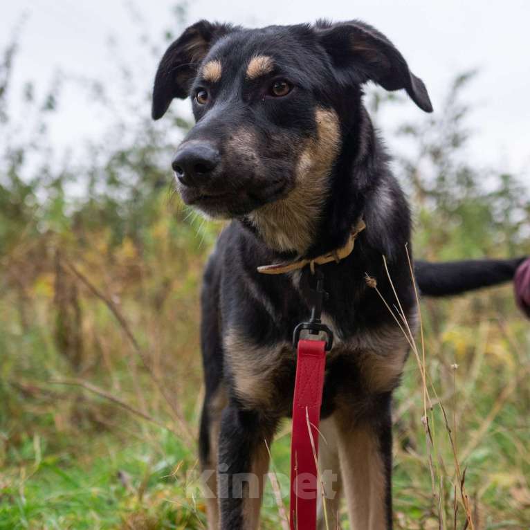 Собаки в Москве: Бадди Мальчик, Бесплатно - фото 3