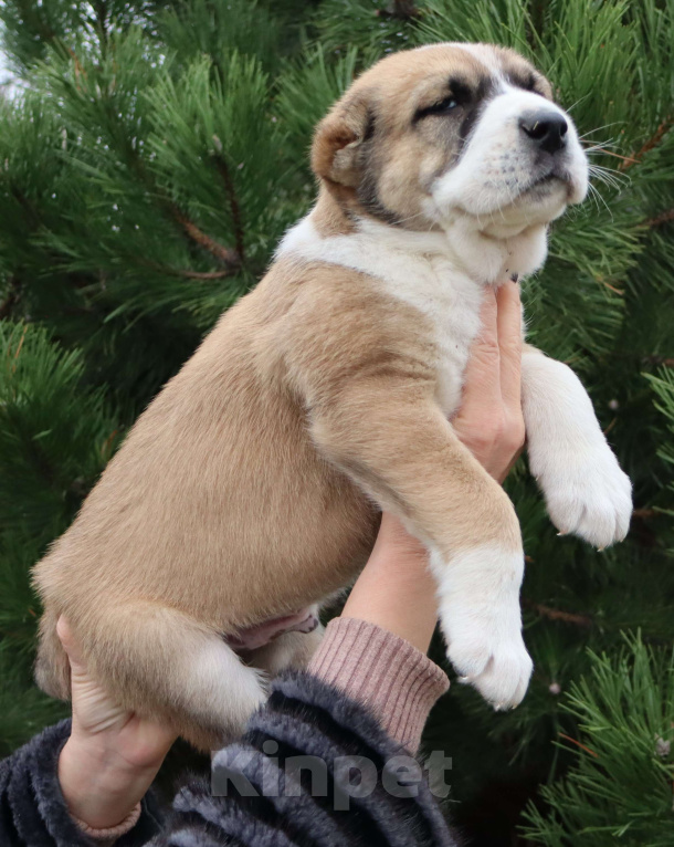 Собаки в Краснодаре: Щенок САО Мальчик, 60 000 руб. - фото 1