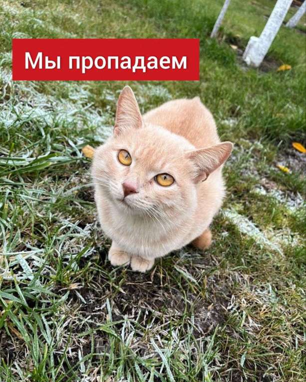 Кошки в Казани: Рыжики в беде  Мальчик, Бесплатно - фото 1