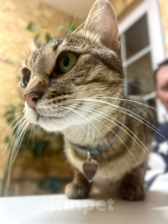 Кошки в Москве: Котята в добрые руки бесплатно  Мальчик, Бесплатно - фото 3