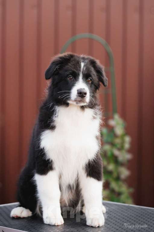 Собаки в Саратове: Австралийская овчарка Мальчик, 40 000 руб. - фото 2