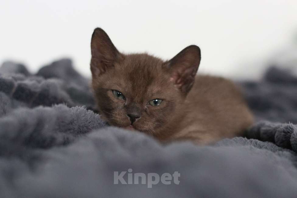 Кошки в Нижнем Новгороде: Котёнок европейской бурмы, мальчик, соболиный окрас Мальчик, 48 000 руб. - фото 5