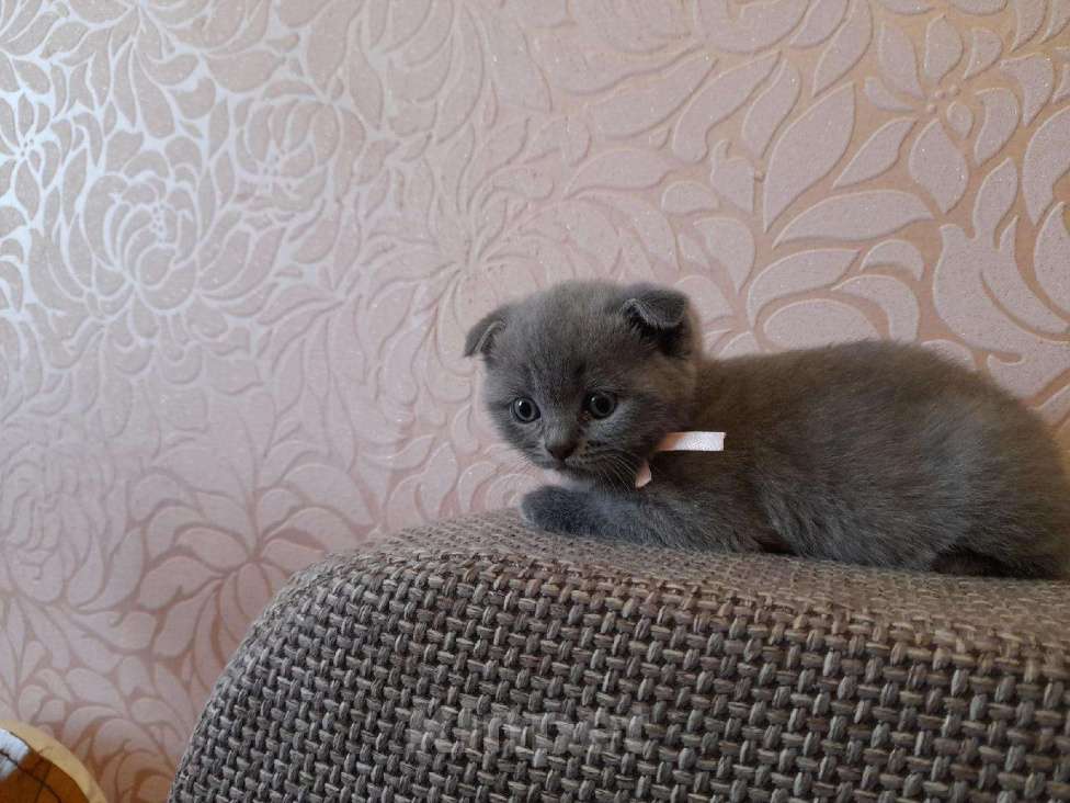 Кошки в Ардатове: Кот для вязки, Бесплатно - фото 1