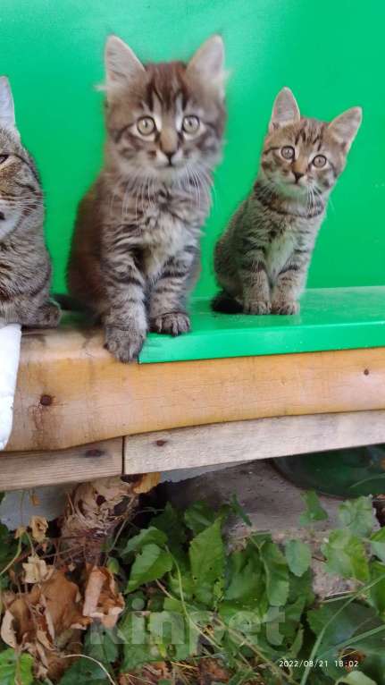 Кошки в Иваново: Отдадим в добрые руки двух замечательных котят. Мальчик, 1 руб. - фото 1