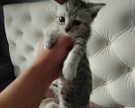 Кошки в Набережных Челнах: Котята. Девочка, 1 000 руб. - фото 2