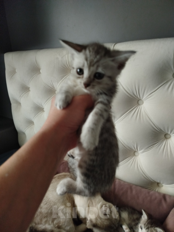 Кошки в Набережных Челнах: Котята. Девочка, 1 000 руб. - фото 2