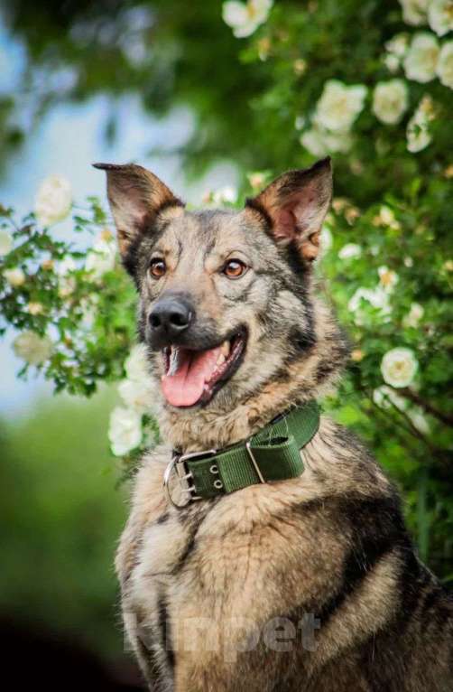 Собаки в Москве: Молодой пес Спарки ищет семью. Мальчик, Бесплатно - фото 2