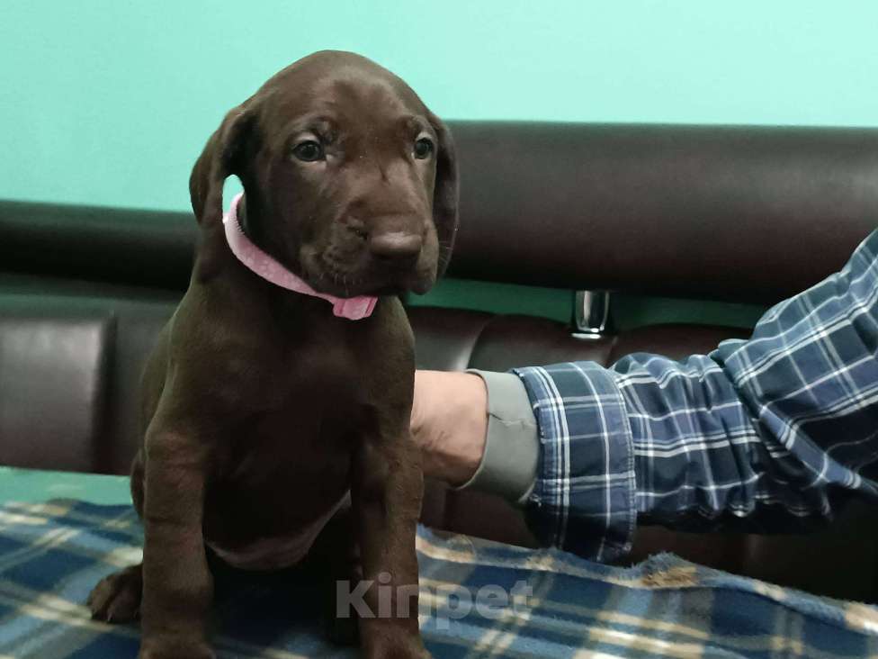 Собаки в Кореновске: Щенки породы курцхаар IZ DIZERLAND Девочка, 95 000 руб. - фото 6