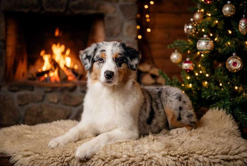 Собаки в Звенигороде: Щенки австралийской овчарки   Мальчик, 90 000 руб. - фото 3
