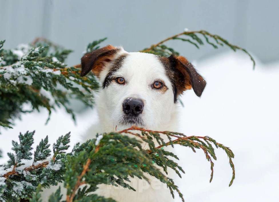 Собаки в Белоозёрском: БЕЛЫЙ (БИМ) Мальчик, 2 руб. - фото 5