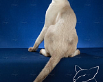 Кошки в Москве: Ориентальный котик сил-пойнт Мальчик, 45 000 руб. - фото 3