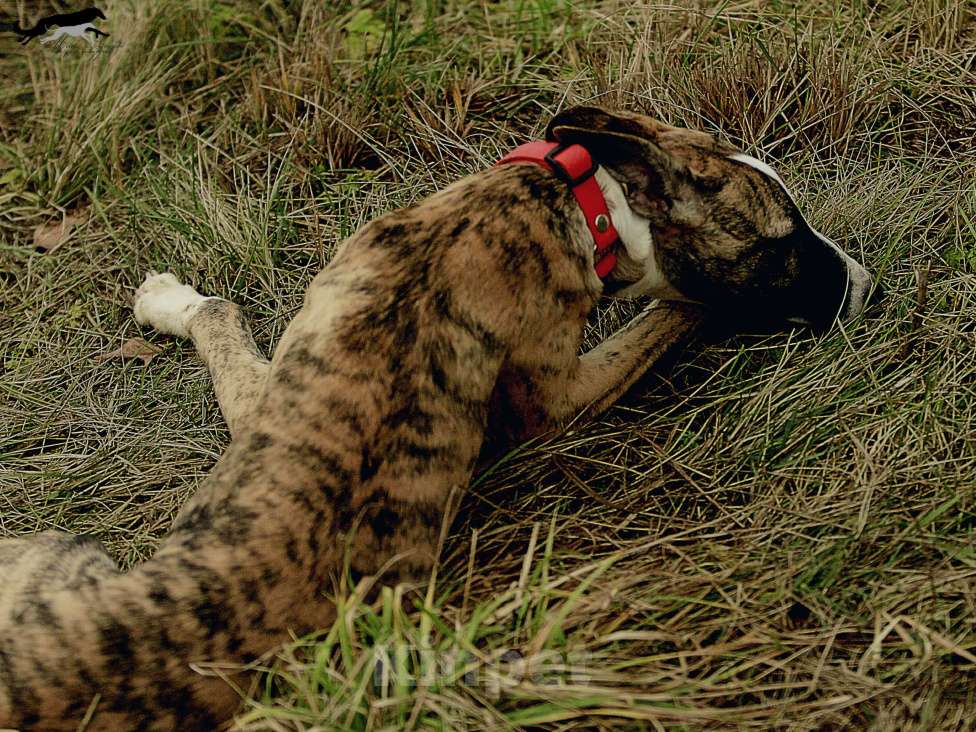 Собаки в Москве: Тигровый уиппет  Мальчик, 130 000 руб. - фото 9