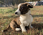 Собаки в Новосибирске: Вельш-корги Мальчик, 40 000 руб. - фото 2