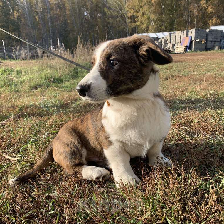 Собаки в Новосибирске: Вельш-корги Мальчик, 40 000 руб. - фото 2