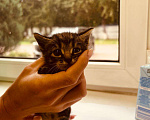 Кошки в Москве: Котята в добрые руки Мальчик, Бесплатно - фото 9
