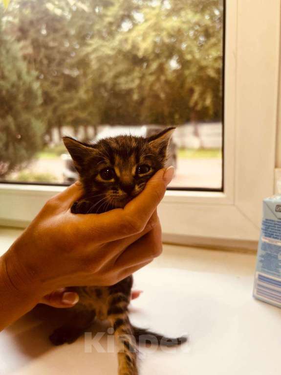 Кошки в Москве: Котята в добрые руки Мальчик, Бесплатно - фото 9
