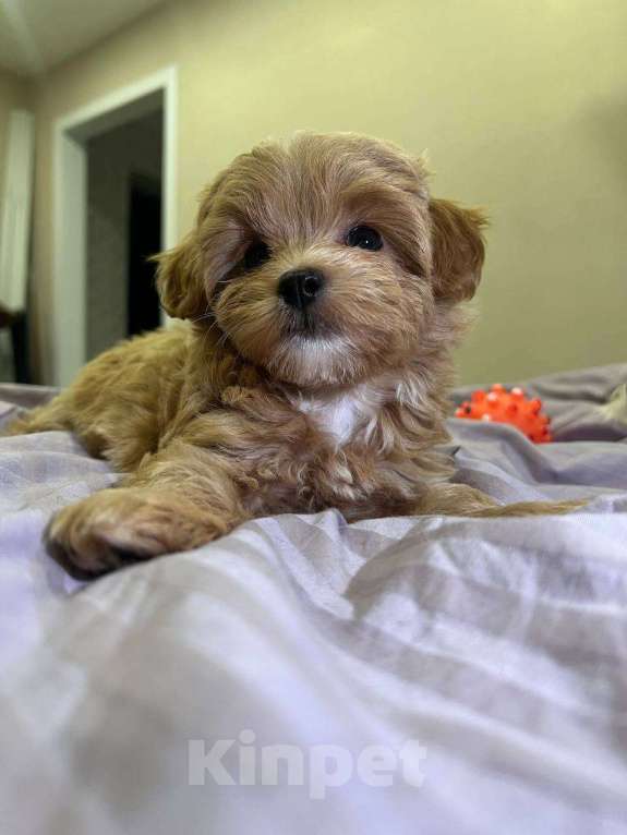 Собаки в Магнитогорске: Девочка Мальтипу мини звездная принцесса 3 мес Девочка, 100 000 руб. - фото 5