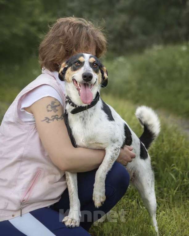 Собаки в Москве: Гладкошерстный фокстерьер Линда в добрые руки Девочка, Бесплатно - фото 4