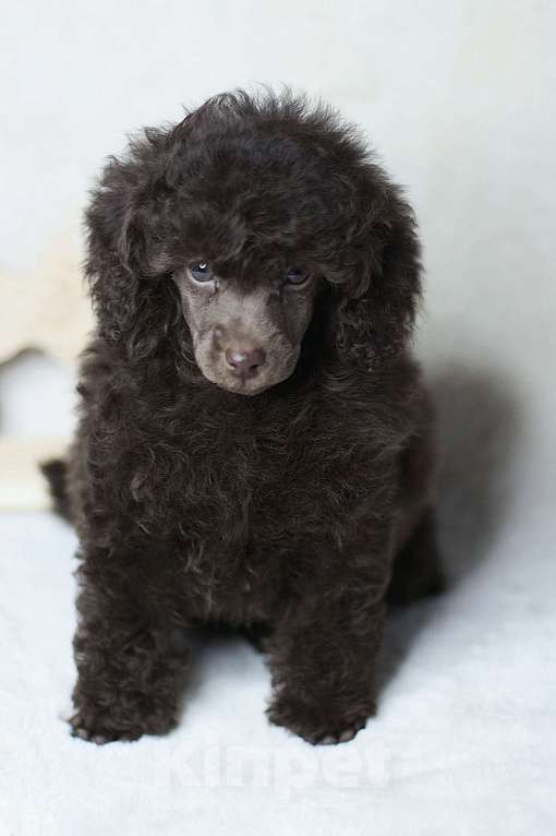 Собаки в Долгопрудном: Пуделя щенок миниатюрный коричневый мальчик Циклон Мальчик, 100 000 руб. - фото 3