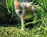 Кошки в Зеленодольске: Мальчик 2 Мальчик, Бесплатно - фото 1