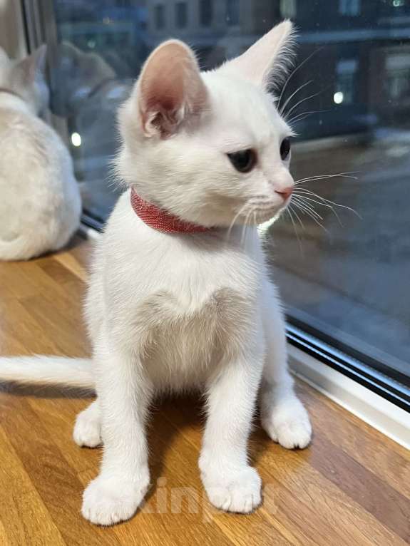 Кошки в других городах Ленинградской области: Котята бурмилла  Мальчик, 60 000 руб. - фото 9