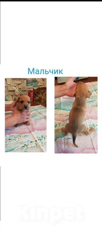 Собаки в Жуковском: Щенок Мальчик, 5 000 руб. - фото 1