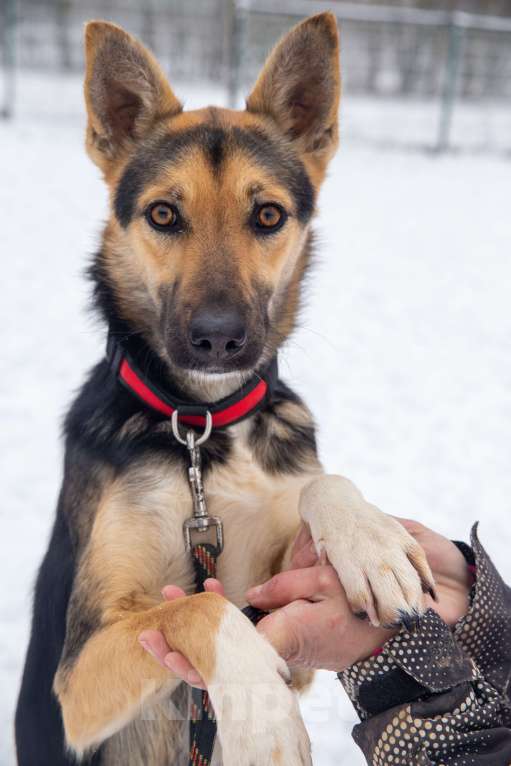Собаки в Москве: Нежная квартирная девочка истосковалась в приюте Девочка, Бесплатно - фото 4
