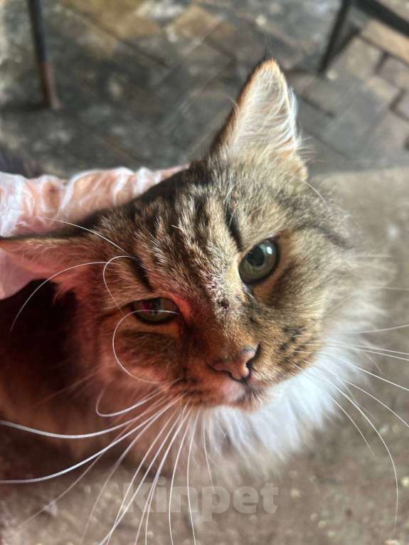 Кошки в Клине: Чарли — он должен снова стать любимым Мальчик, Бесплатно - фото 3