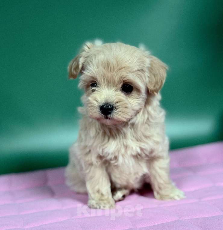 Собаки в Воронеже: Мини мальчик мальтипу f1 Мальчик, 70 000 руб. - фото 2