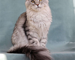 Кошки в Мытищах: Котенок Мейн-кун Девочка, 40 000 руб. - фото 7