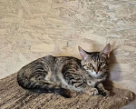 Кошки в Москве: Котенок Ася ждет свою семью Девочка, Бесплатно - фото 3