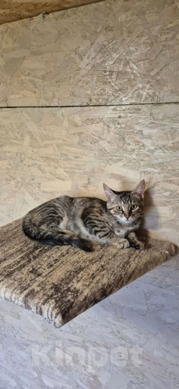 Кошки в Москве: Котенок Ася ждет свою семью Девочка, Бесплатно - фото 3