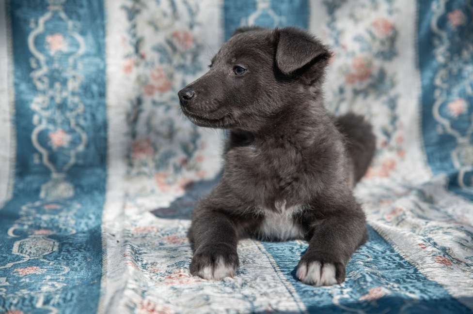 Собаки в Москве: Щенок 2х месяцев Бертон в добрые руки Мальчик, Бесплатно - фото 3