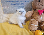 Кошки в Москве: Девочка Рэгдолл Девочка, 95 000 руб. - фото 8