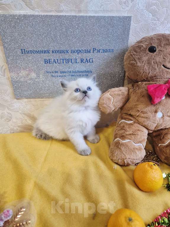 Кошки в Москве: Девочка Рэгдолл Девочка, 95 000 руб. - фото 8