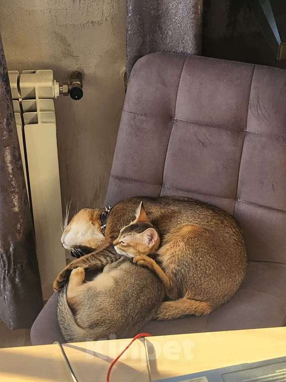 Кошки в других городах Московской области: Котята Чаузи, домашние тигриные львы Мальчик, 20 000 руб. - фото 3