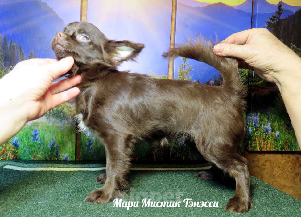 Собаки в Санкт-Петербурге: Идеальная собака чихуахуа Тэсс кастрирована Девочка, 70 000 руб. - фото 2