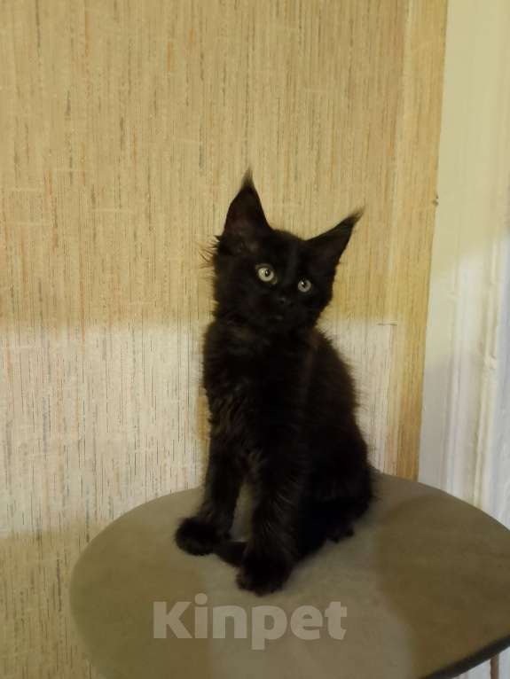 Кошки в Майкопе: Мейн-кун мальчик Мальчик, 35 000 руб. - фото 5