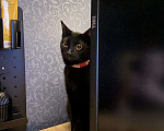 Кошки в Москве: Котенок Ночка ищет дом Девочка, Бесплатно - фото 3