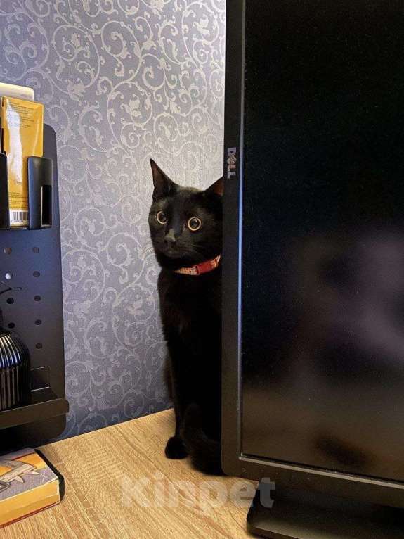 Кошки в Москве: Котенок Ночка ищет дом Девочка, Бесплатно - фото 3