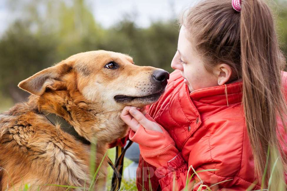 Собаки в Москве: Немецкая овчарка в дар Мальчик, Бесплатно - фото 9