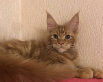 Кошки в Самаре: Шикарный Кот Мейн-кун Мальчик, 50 000 руб. - фото 7