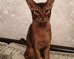 Кошки в Москве: Абиссинский кот, 5 000 руб. - фото 2