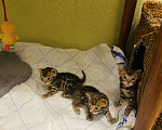 Кошки в Теберде: Бенгальские котята, 10 руб. - фото 4