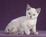 Кошки в Асбесте: Котята Европейской Бурмы, 60 000 руб. - фото 10