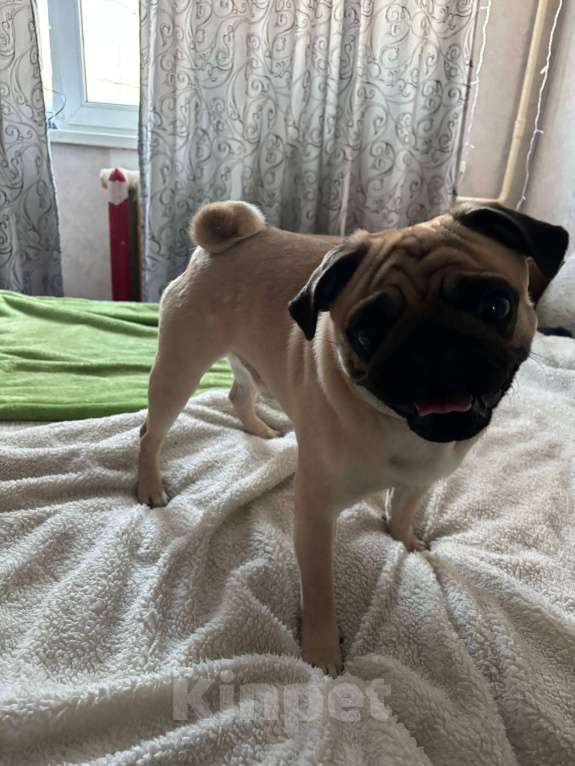 Собаки в Нижневартовске: Мопс мальчик Мальчик, 35 000 руб. - фото 2