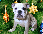 Собаки в Санкт-Петербурге: Щенок английского бульдога Мальчик, Бесплатно - фото 1