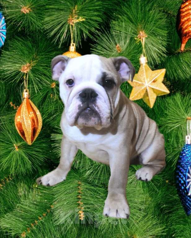 Собаки в Санкт-Петербурге: Щенок английского бульдога Мальчик, Бесплатно - фото 1