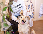 Собаки в Москве: Метис корги, ласковая девочка в добрые руки Девочка, Бесплатно - фото 5