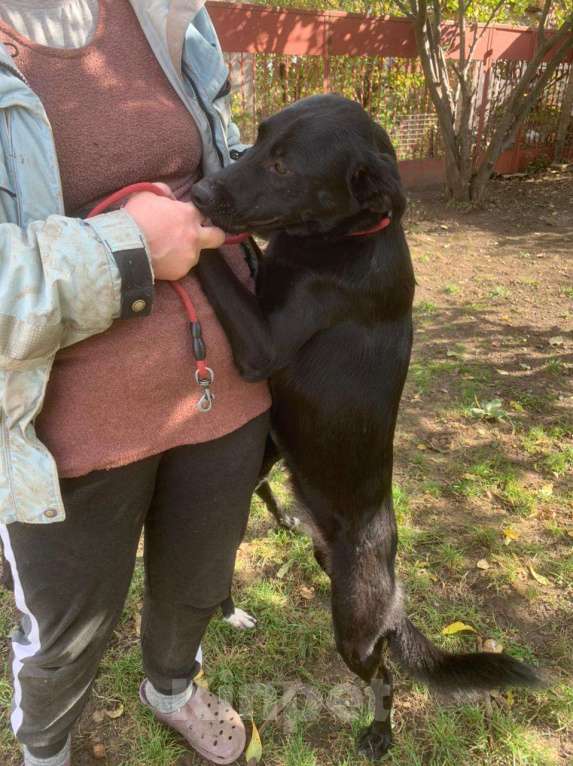 Собаки в Москве: Обворожительная МАРТА Девочка, Бесплатно - фото 9